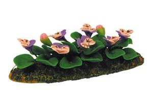 Euromini's Viooltjestuin