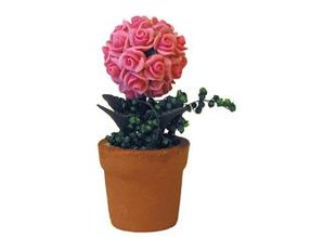 Euromini's Rozen in terracotta pot