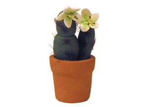 Euromini's Cactus, witte bloem